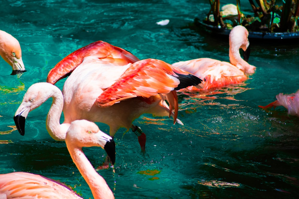 a group of flamingos swimming in a pool of water