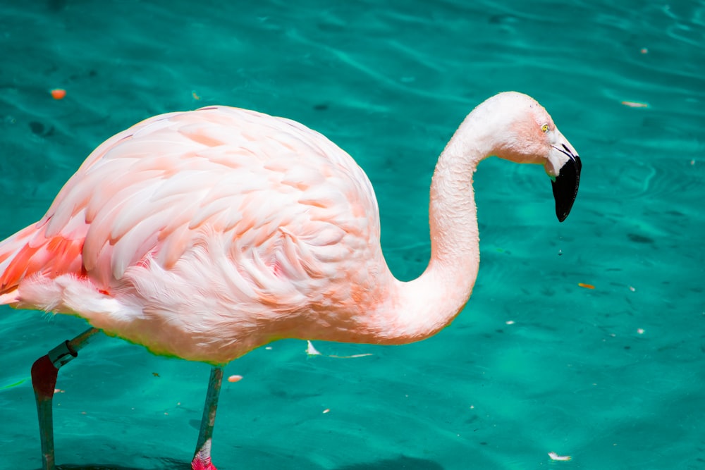 un flamenco rosa parado en el agua