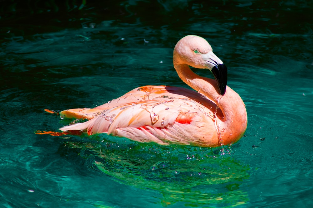 a pink flamingo swimming in a body of water