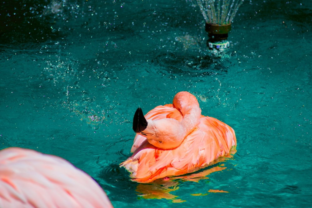 a pink flamingo swimming in a pool of water