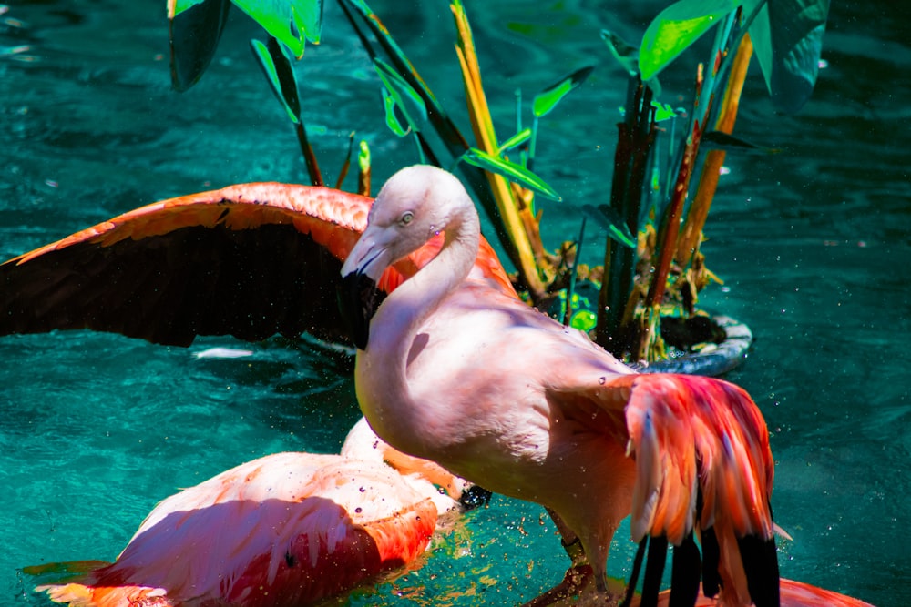 two flamingos in the water with their wings spread out
