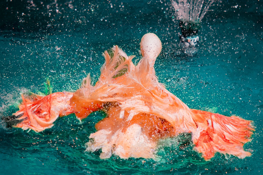 an orange and white bird splashing in the water