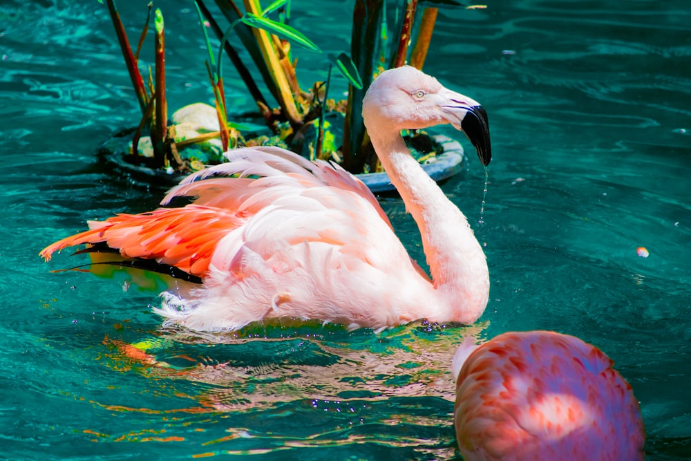 two flamingos swimming in a body of water