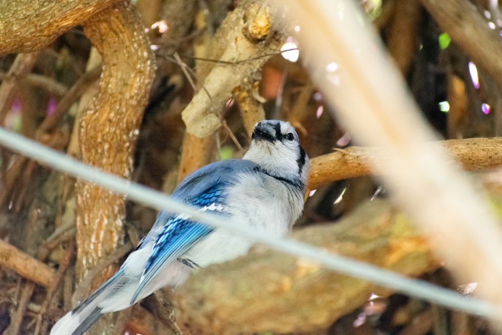 a small blue bird perched on a tree branch