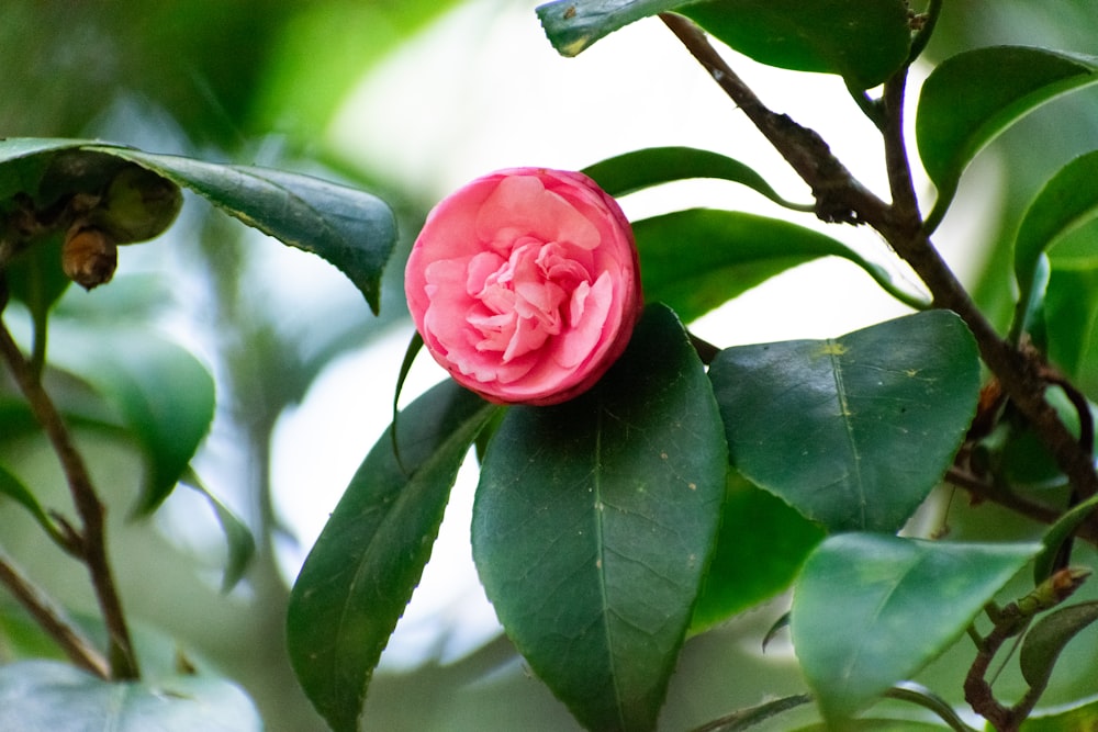 a pink flower on a green leafy tree
