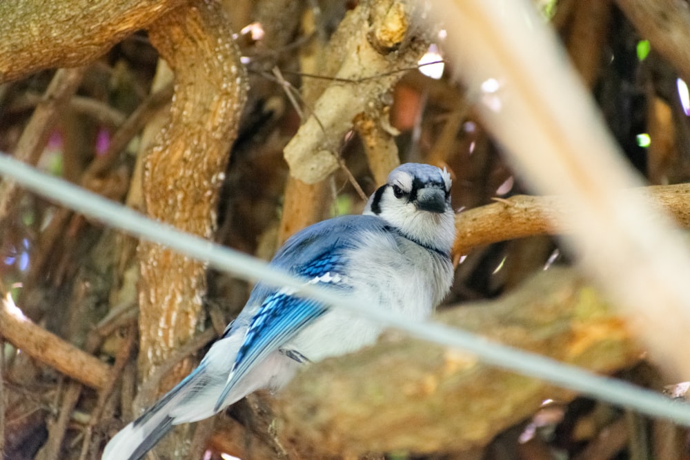 a small blue bird perched on a tree branch