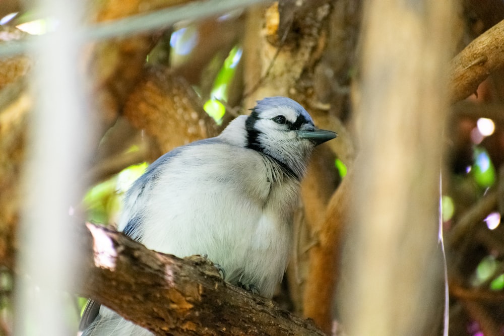 a blue and white bird perched on a tree branch