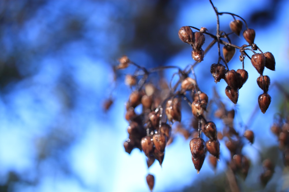 a bunch of berries hanging from a tree