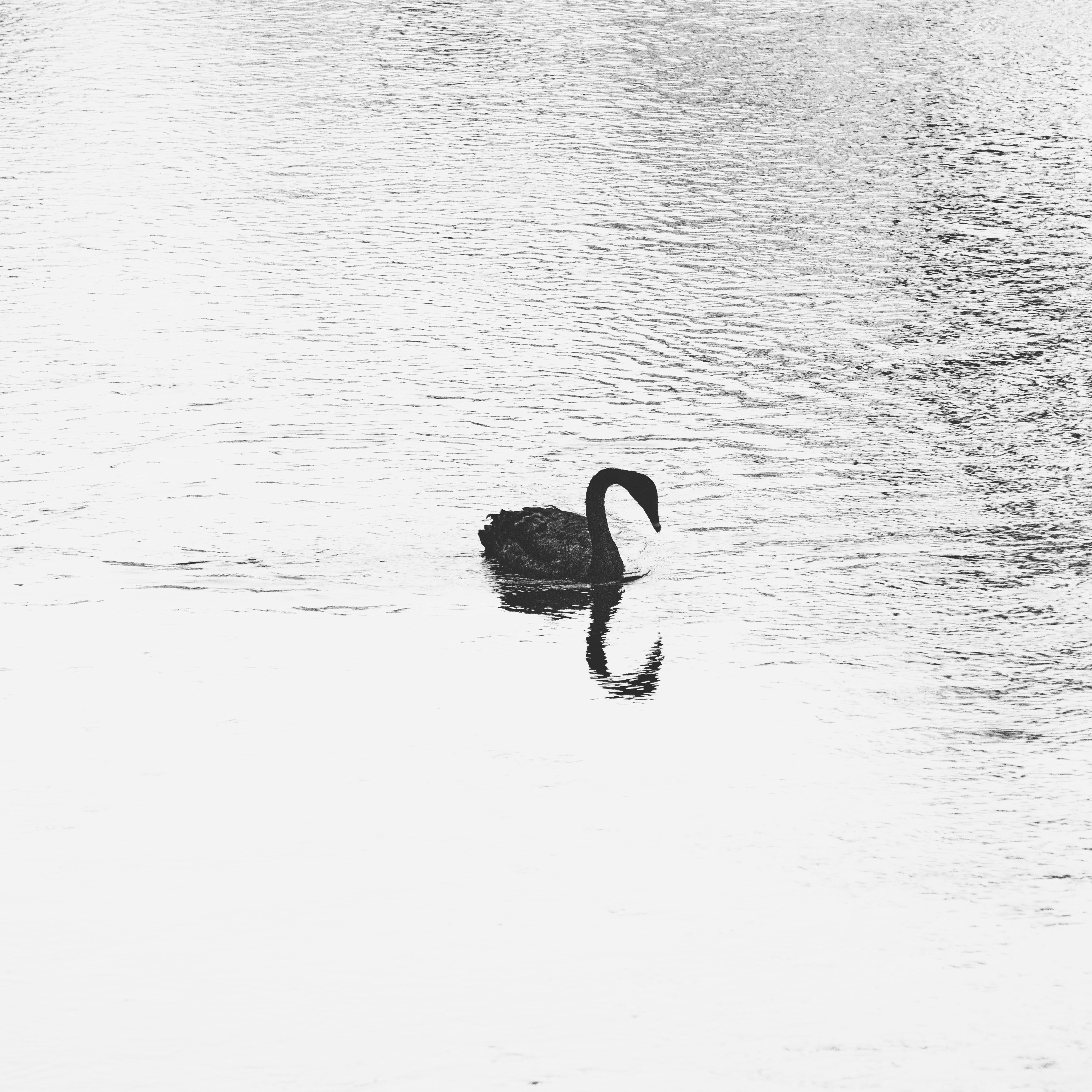 水面に浮かぶ黒い白鳥
