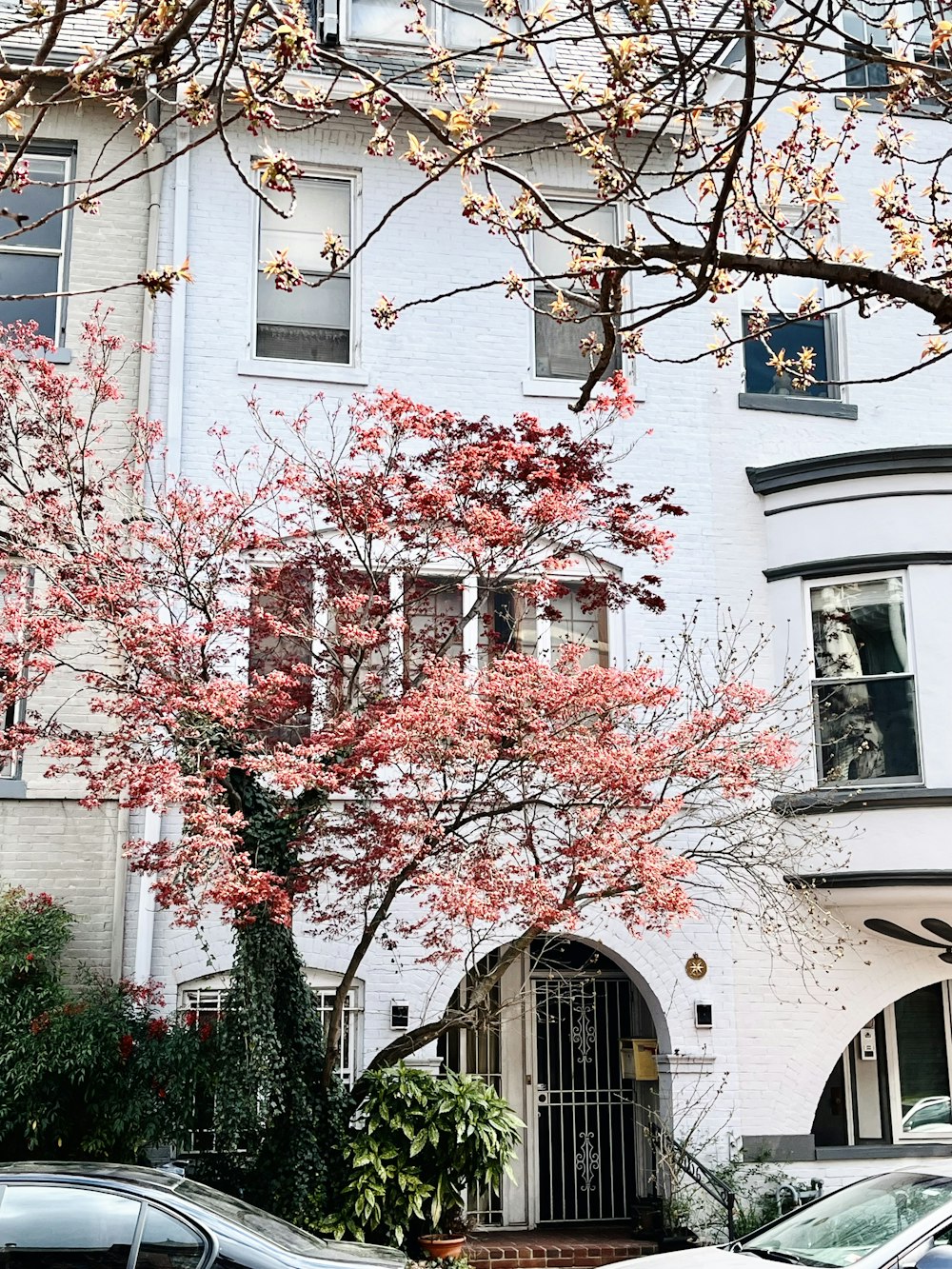 a white building with a red tree in front of it