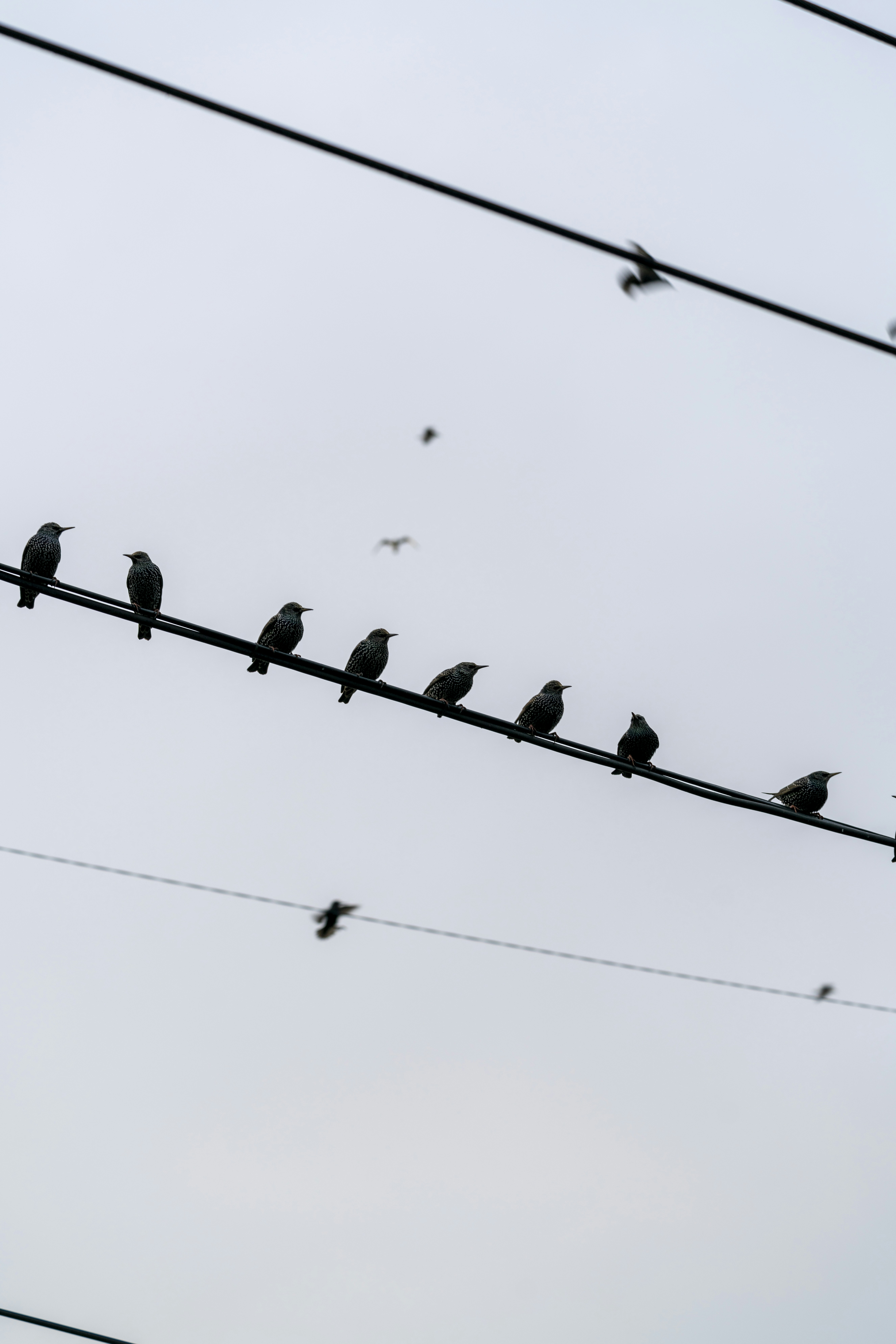 a flock of birds sitting on top of a power line