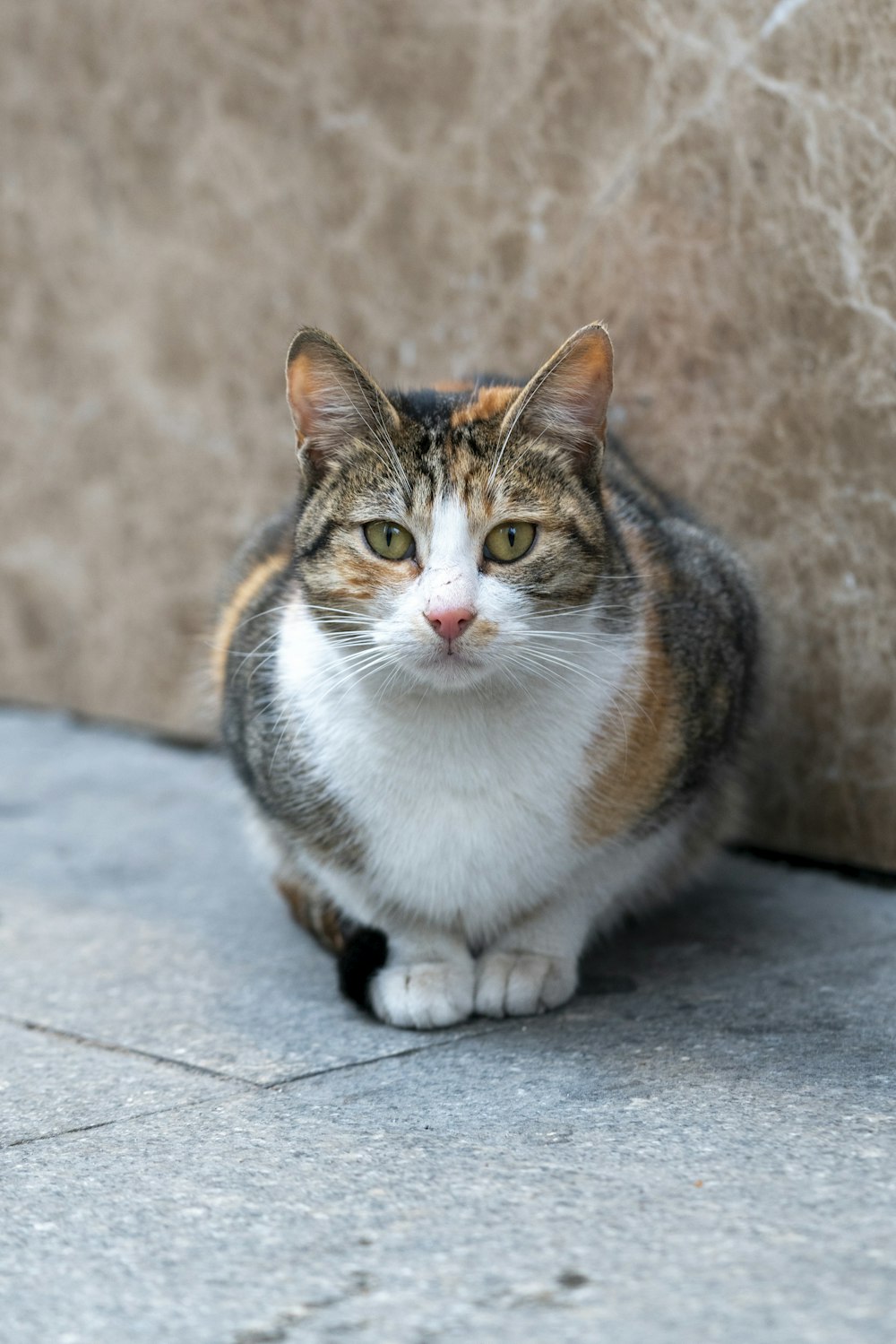 a cat sitting on the ground looking at the camera