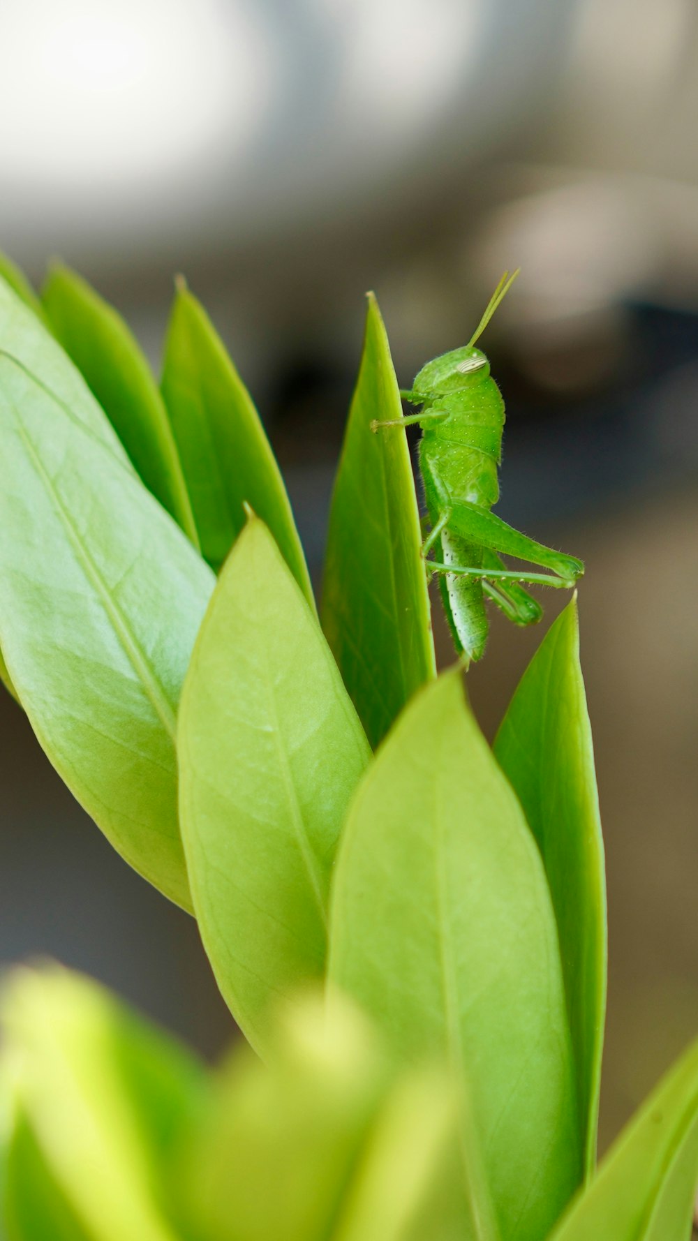 a green insect sitting on top of a green leaf