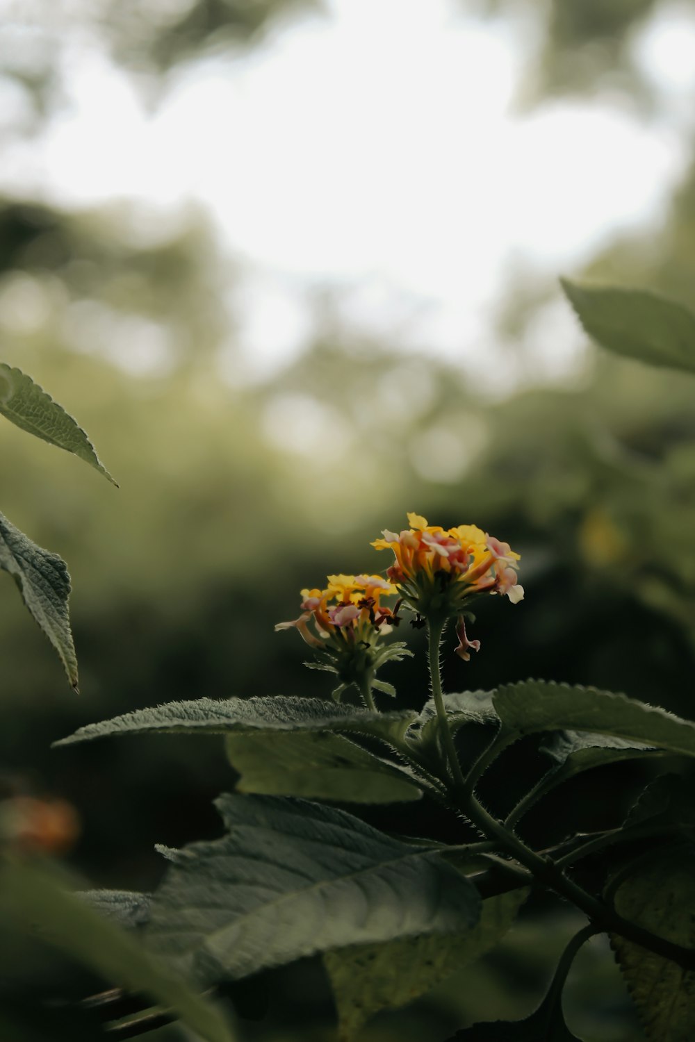 a close up of a flower on a tree branch