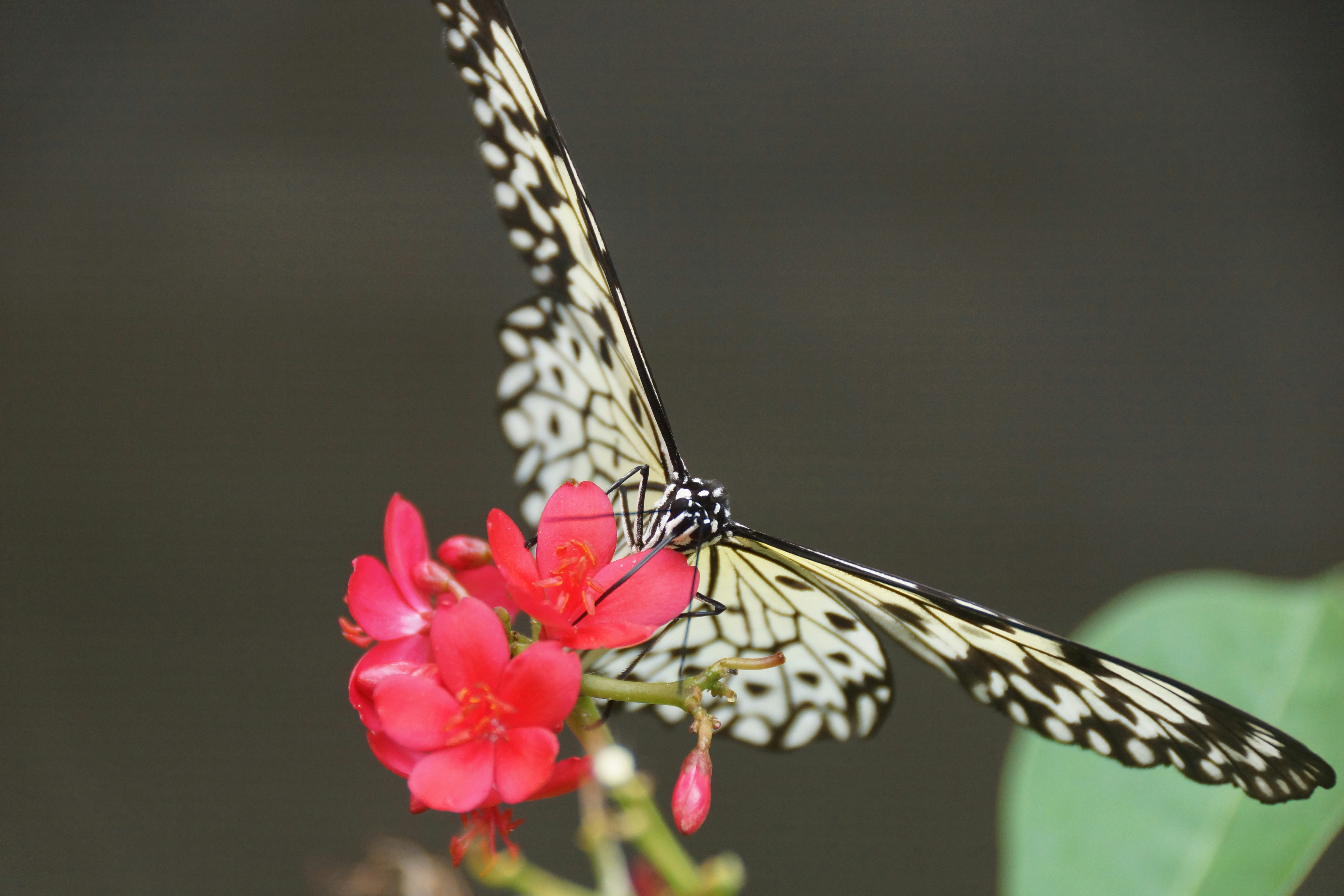 uma borboleta branca e preta em uma flor vermelha
