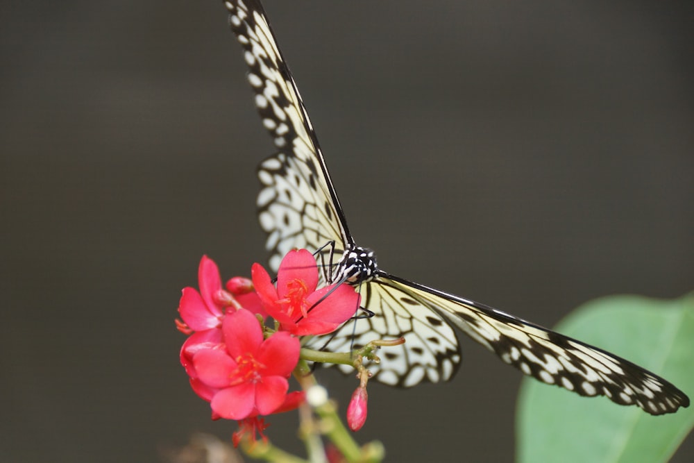 a white and black butterfly on a red flower