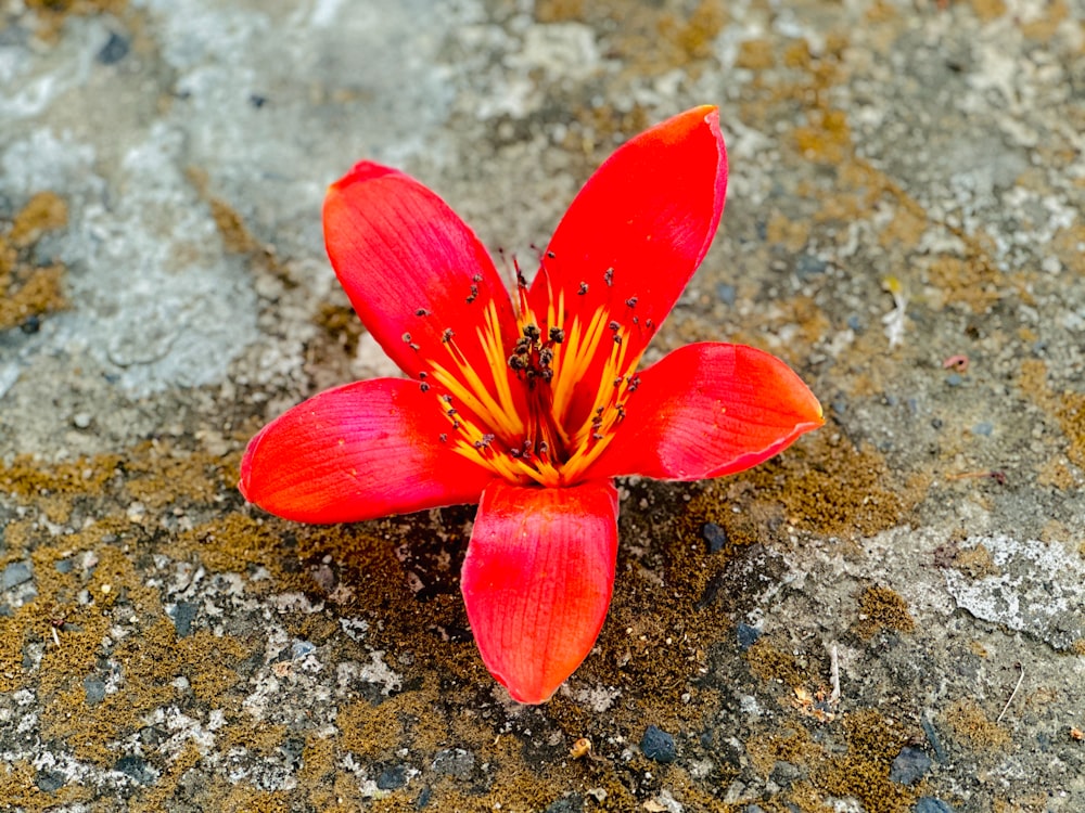 a red flower sitting on top of a rock