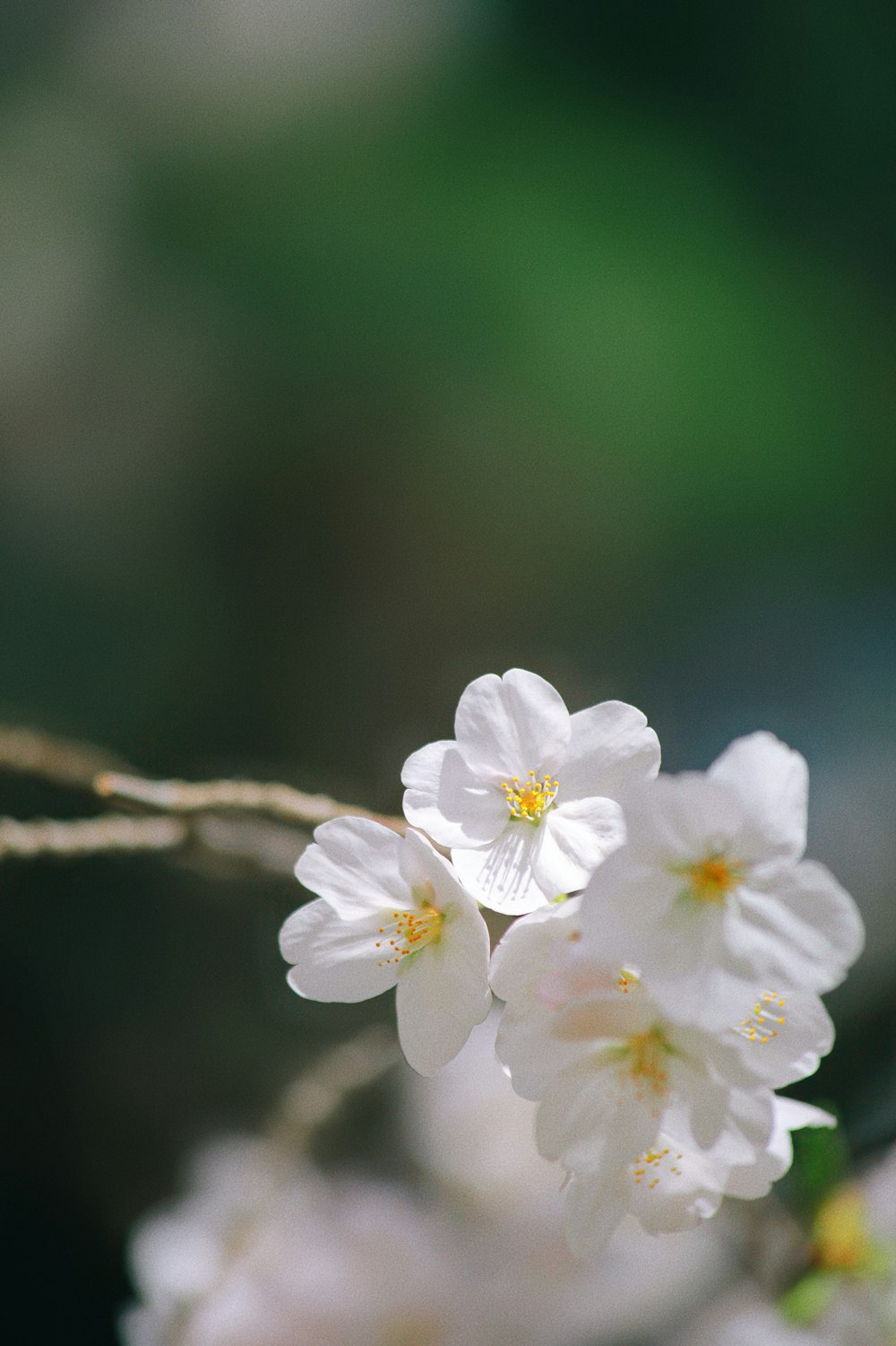 um close up de algumas flores brancas em um galho