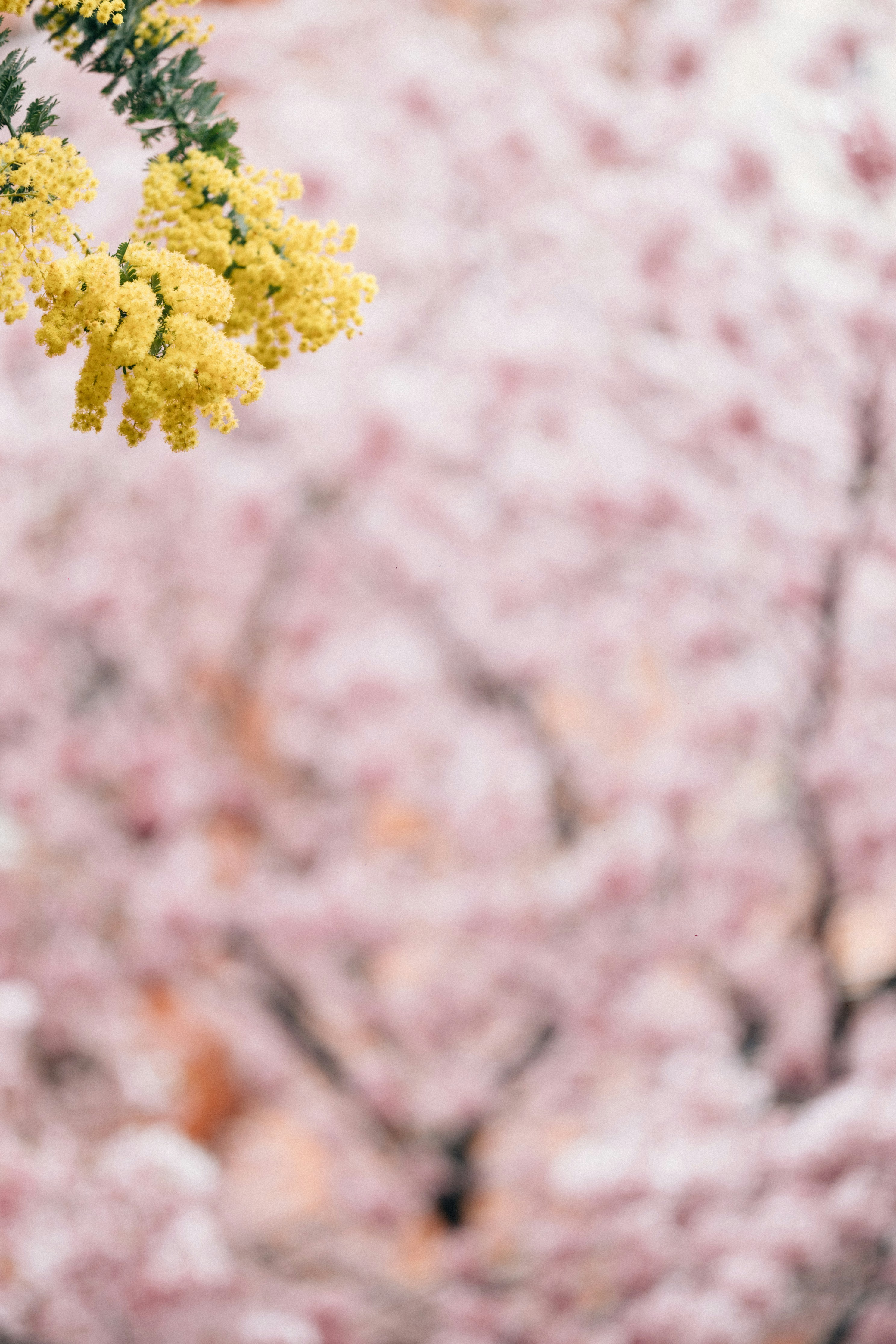 Photo by tsuyoshikozu