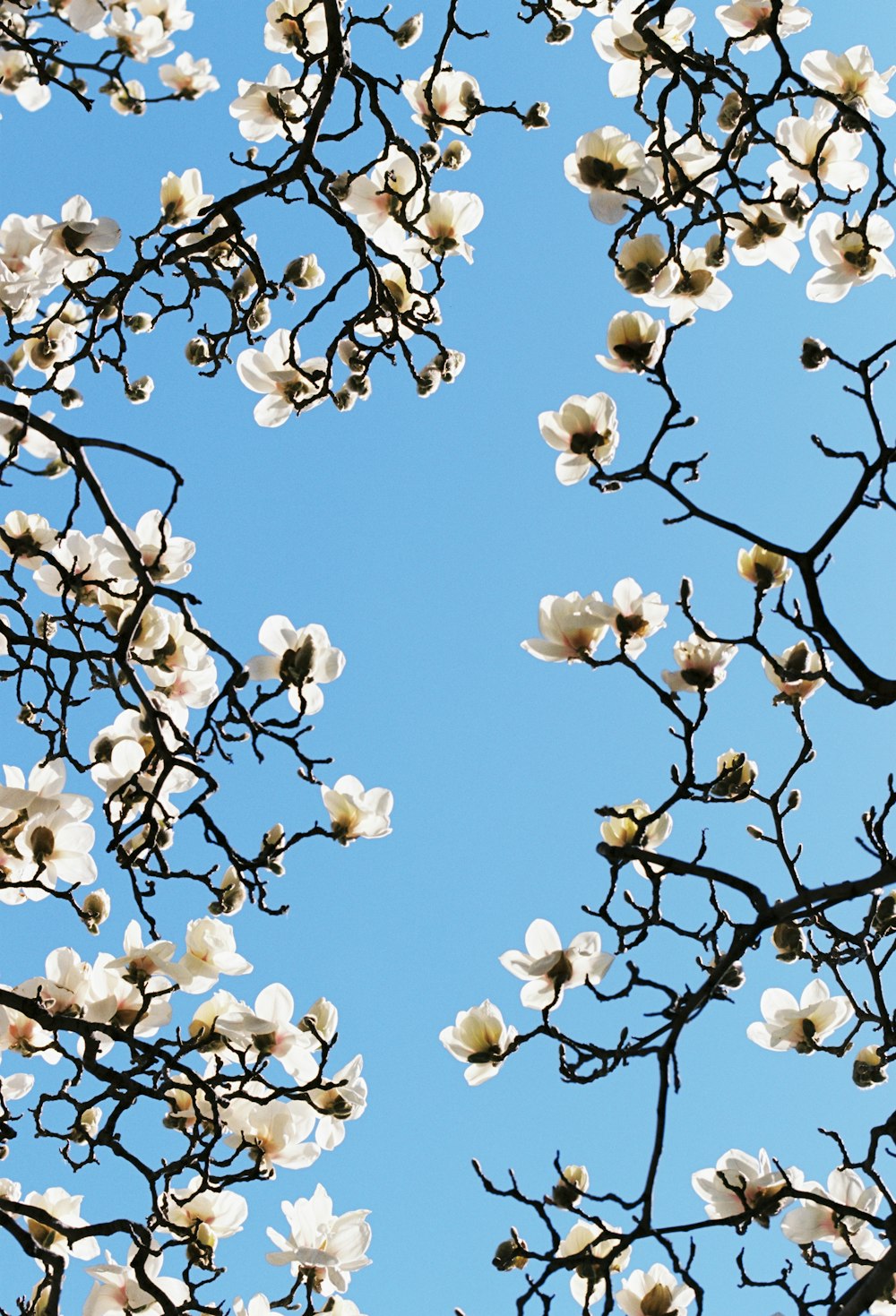 the branches of a tree with white flowers against a blue sky