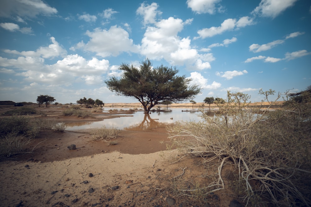 a tree in the middle of a body of water