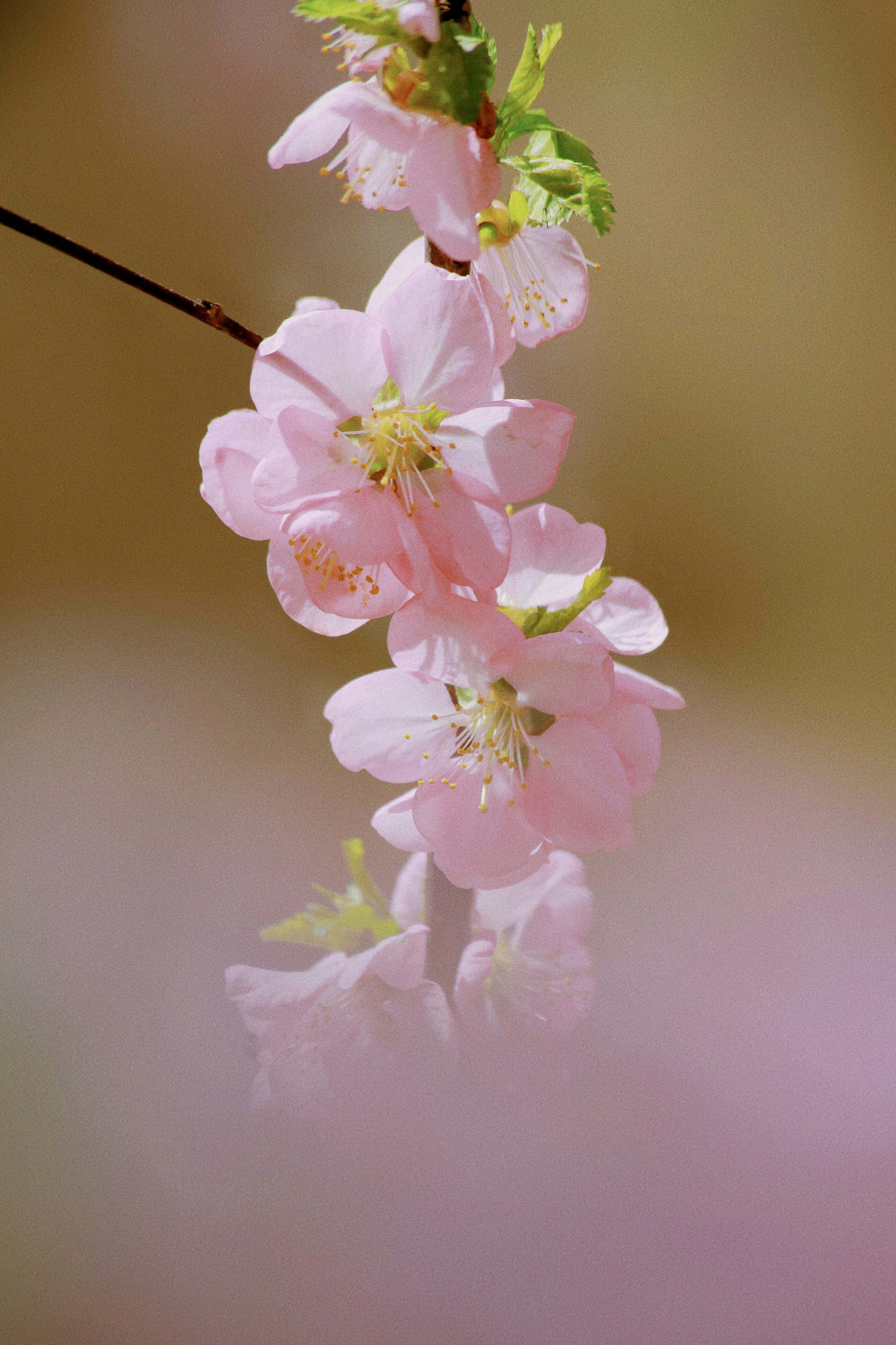 Photo by recordarsew