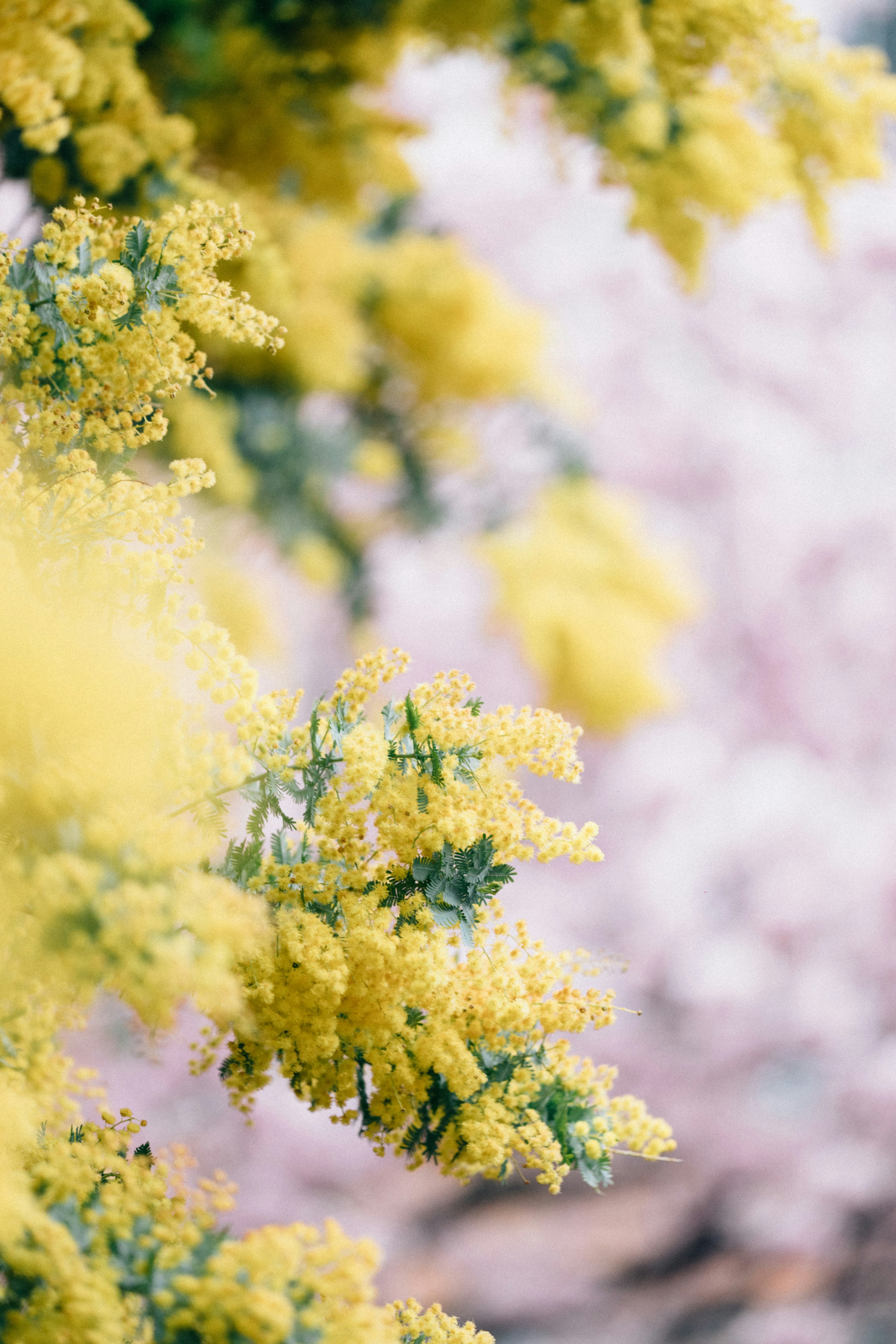 ein Strauß gelber Blumen, die an einem Baum hängen