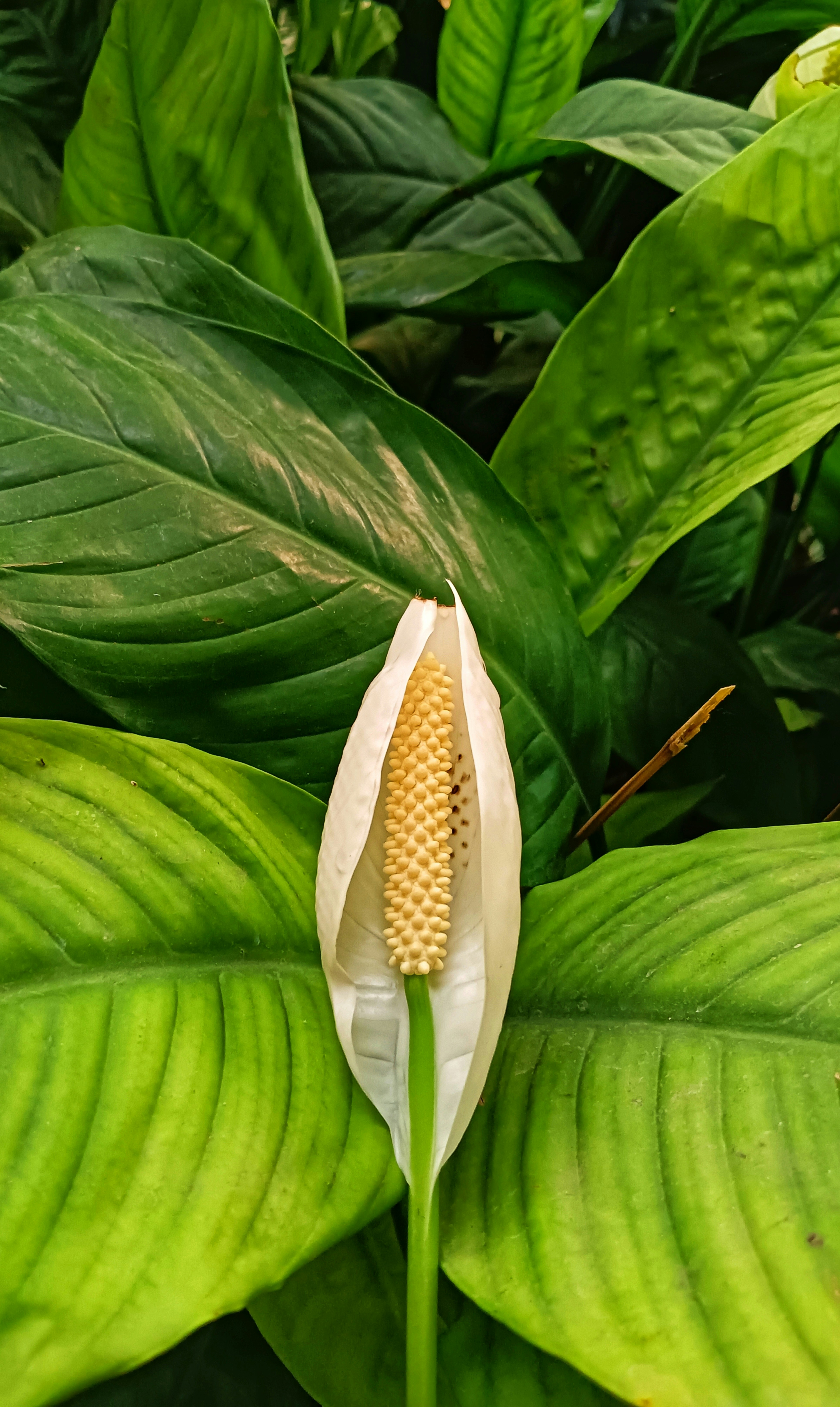 a close up of a flower on a leafy plant