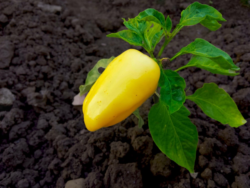 a yellow plant with green leaves growing out of it