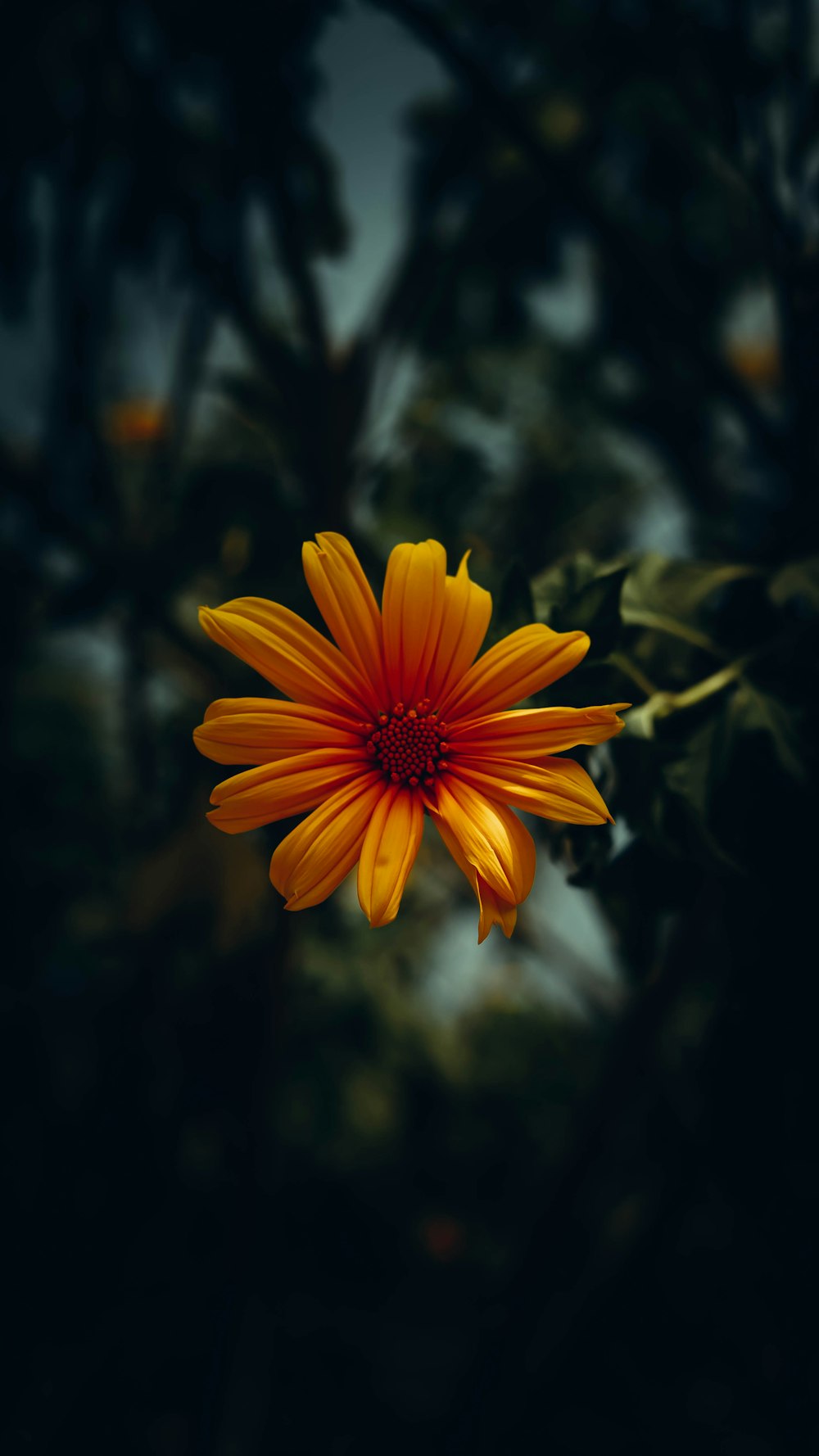 a yellow and red flower is in the dark