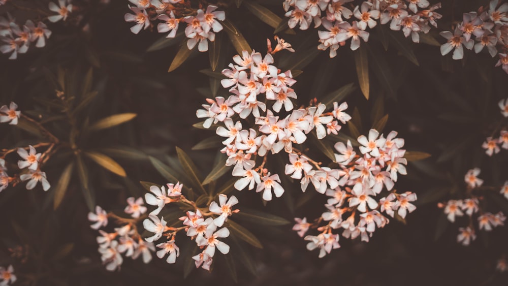 a bunch of small white flowers with orange centers