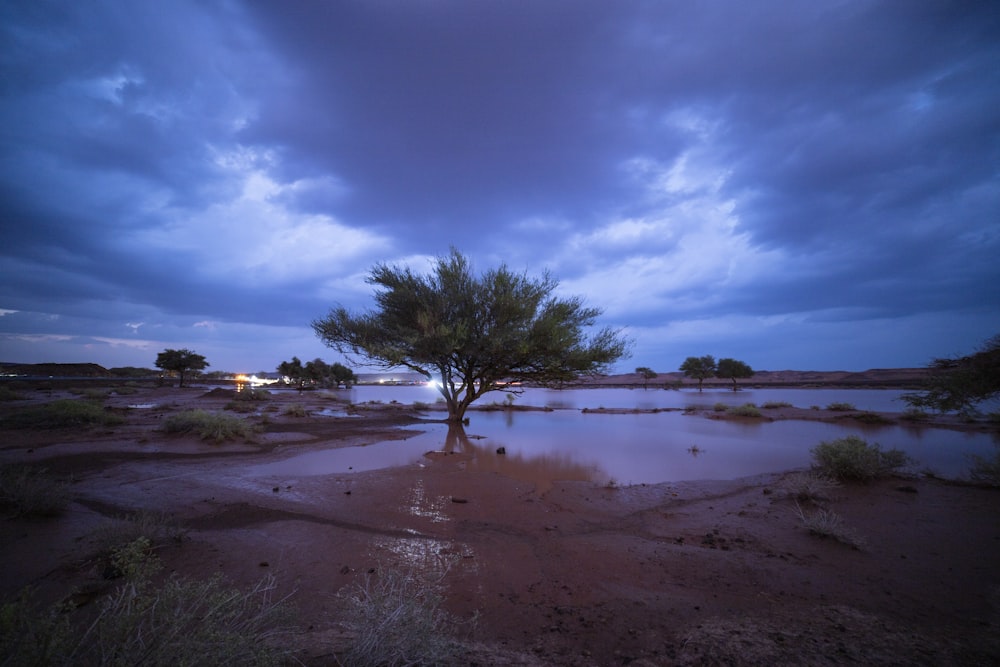 a lone tree in the middle of a flooded area