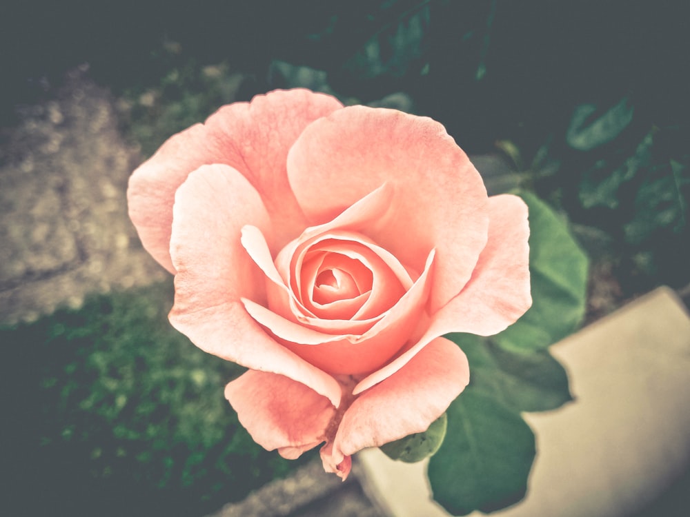 a pink rose is blooming in a garden