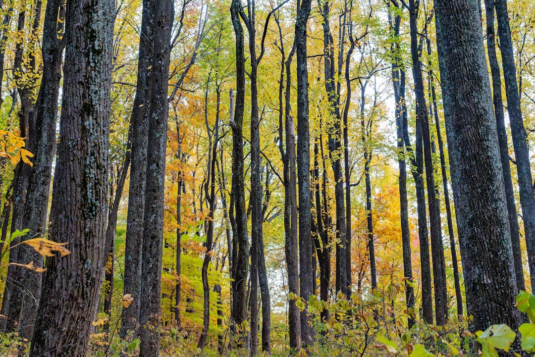 a forest filled with lots of tall trees,