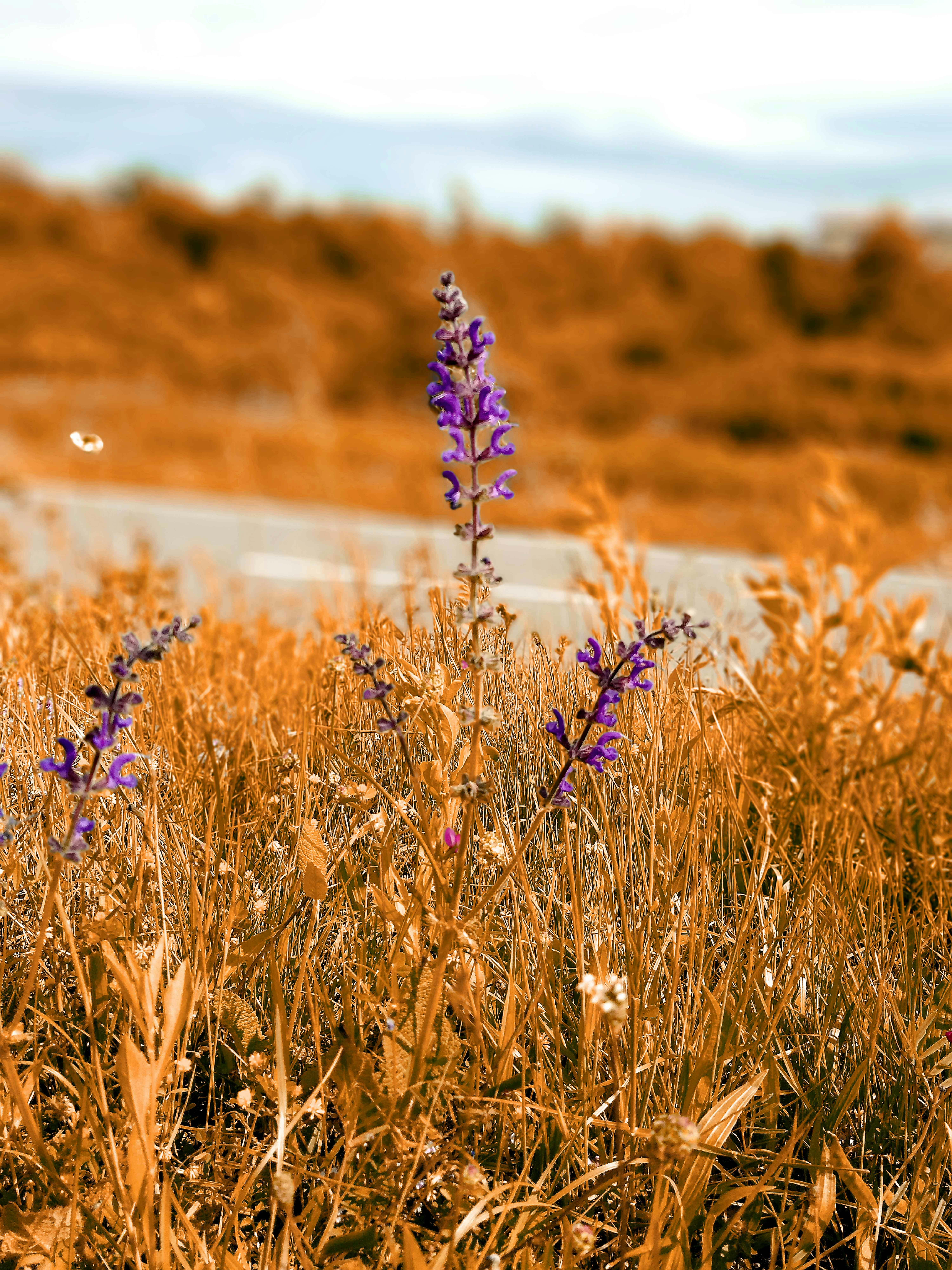 Photo by mariopiskor