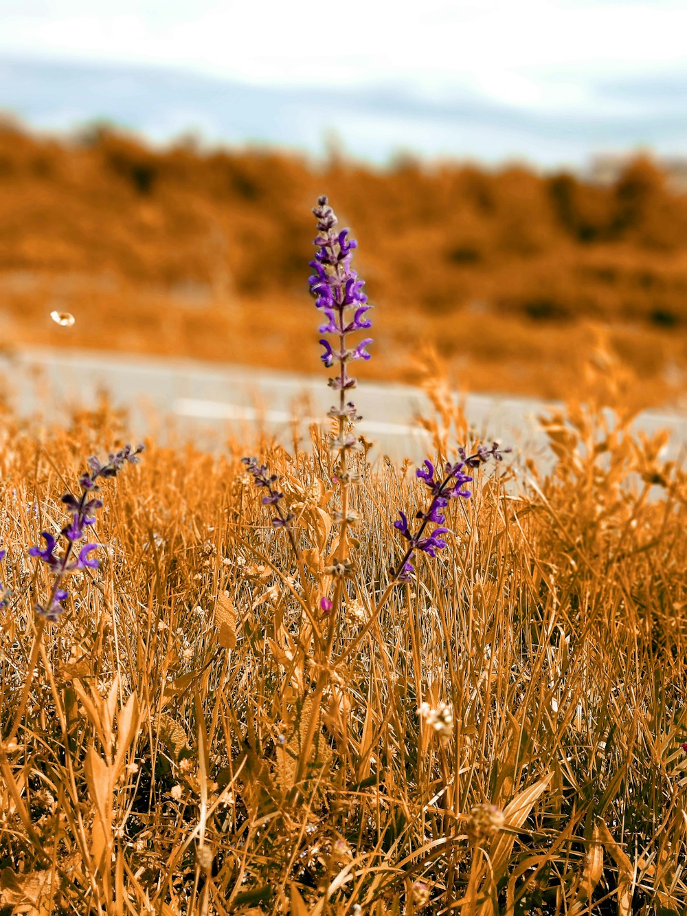 a purple flower in the middle of a field