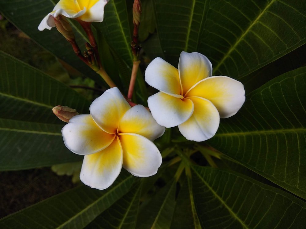 three white and yellow flowers on a green leaf