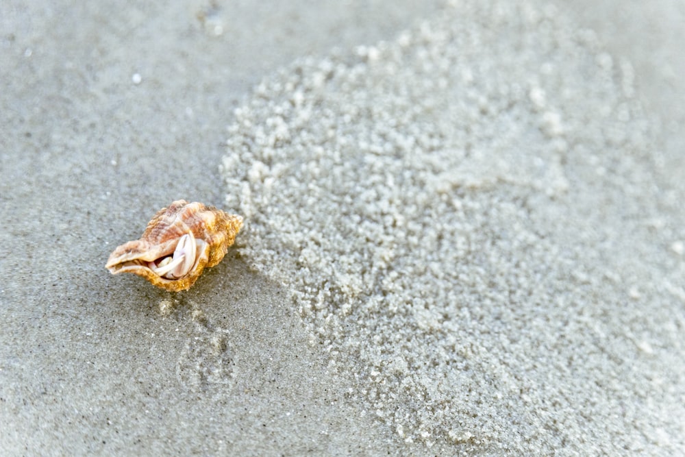 a small shell on a sandy beach