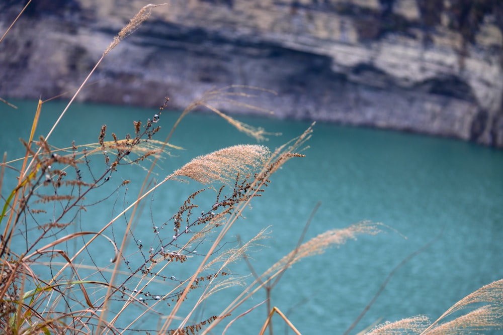 a view of a body of water with some plants in the foreground