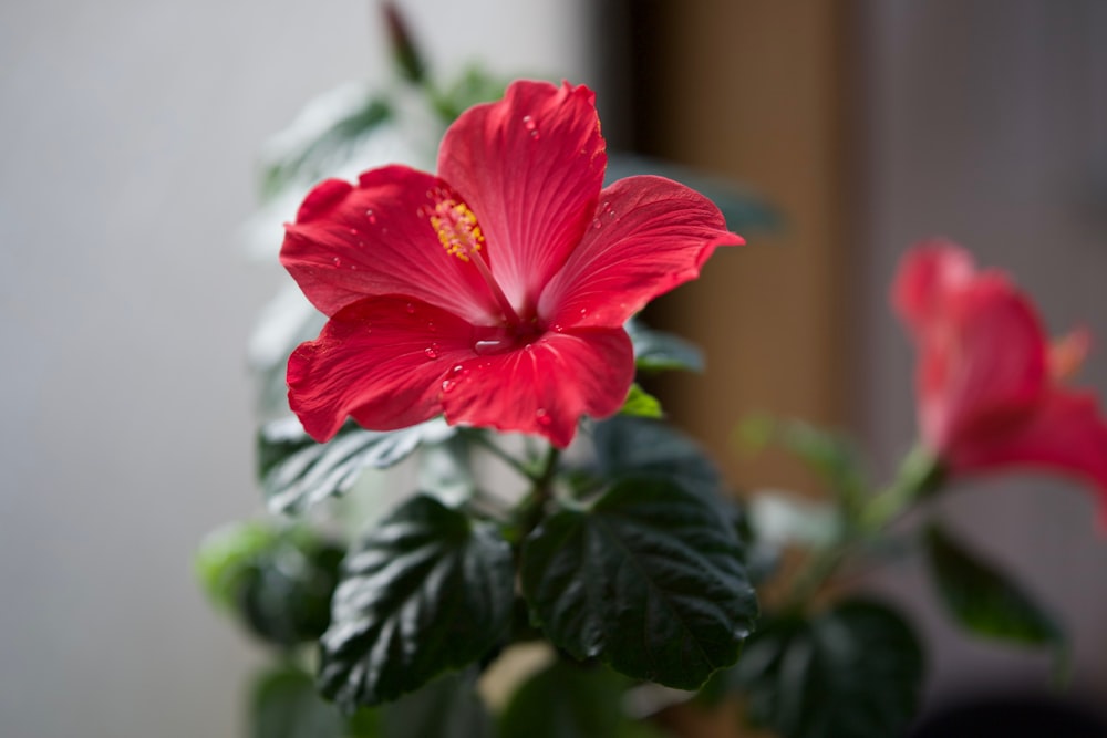 um close up de uma flor vermelha em um vaso