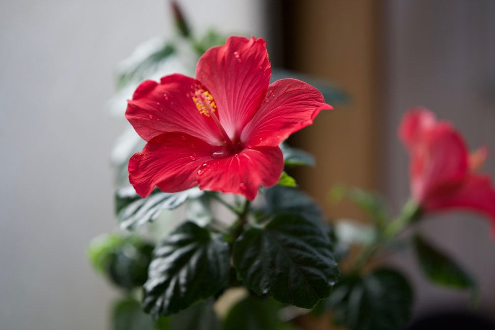 a close up of a red flower in a pot