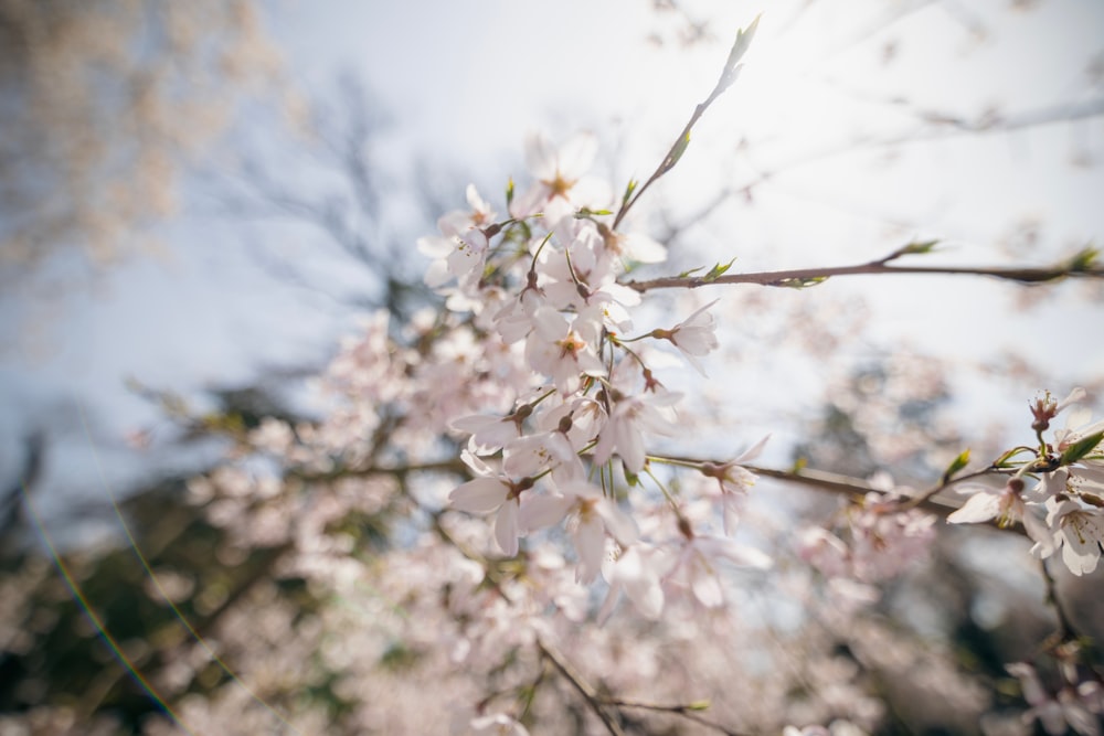 a close up of a tree with white flowers