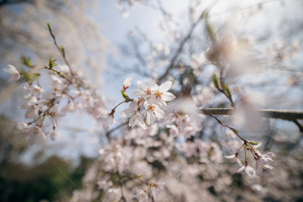 a close up of a tree with white flowers