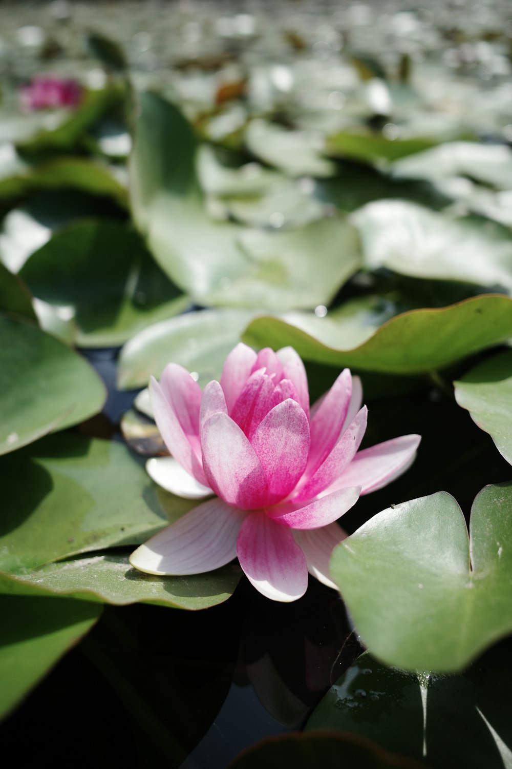 un fiore rosa seduto in cima alle foglie verdi