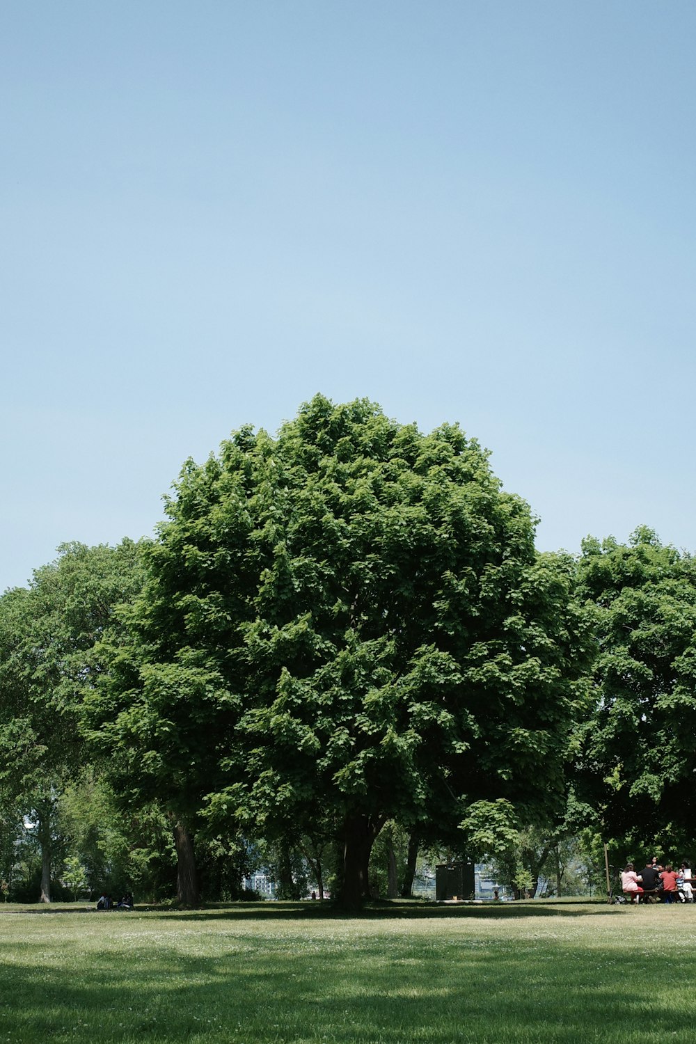 a large green tree in a park with a sky background