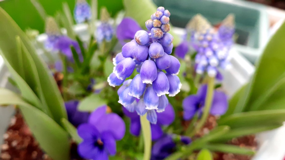 a close up of a bunch of purple flowers