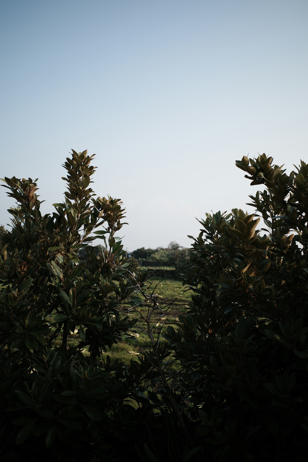 a view of a field through some trees