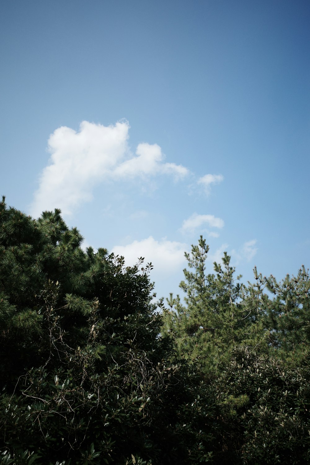 a blue sky with a few clouds above some trees