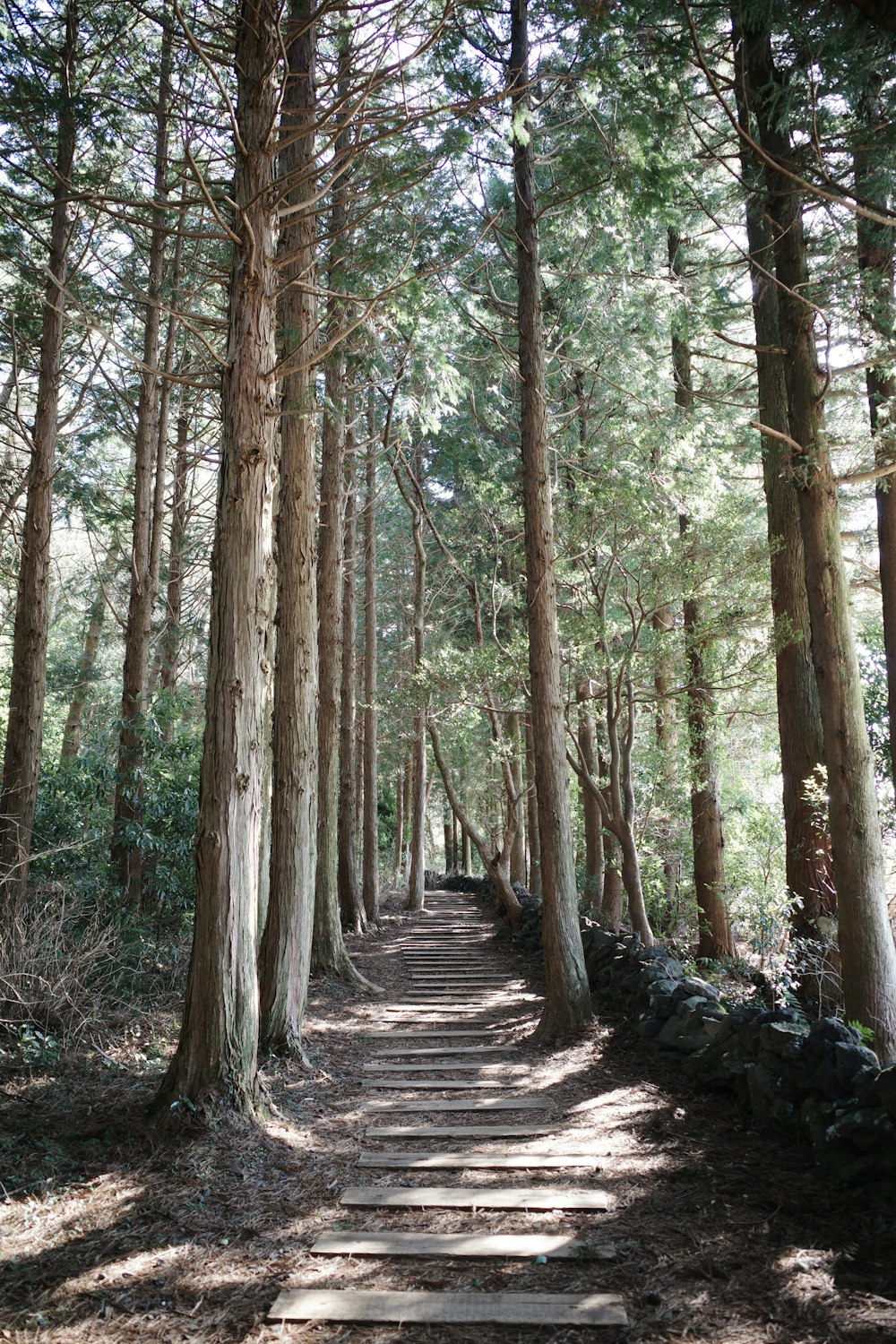 a path in the middle of a forest lined with trees