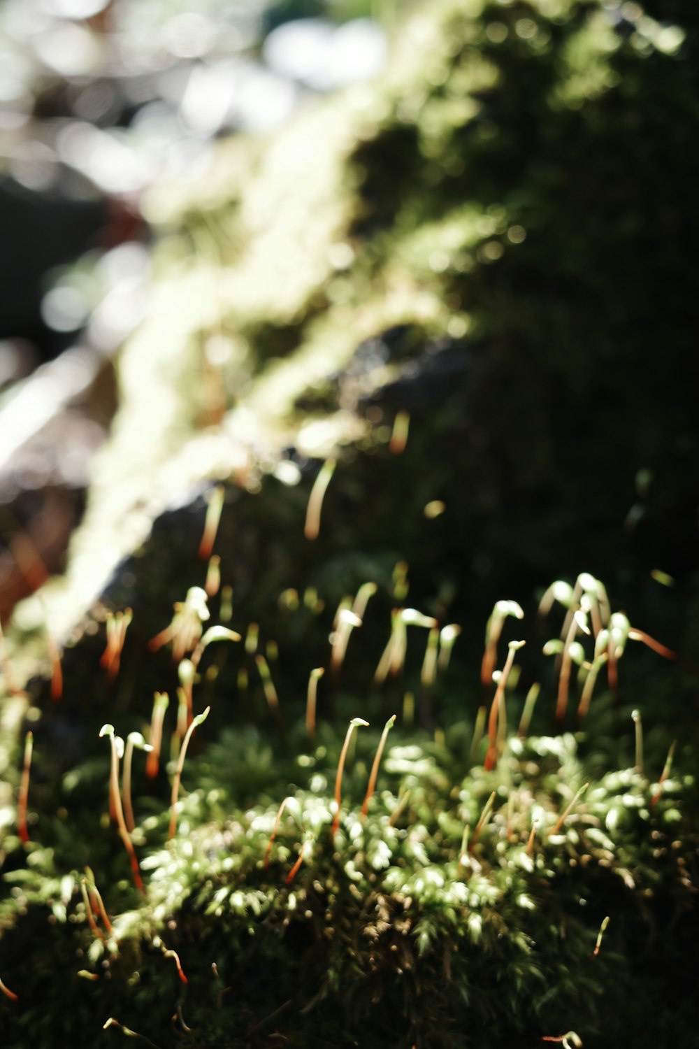 moss growing on the side of a rock